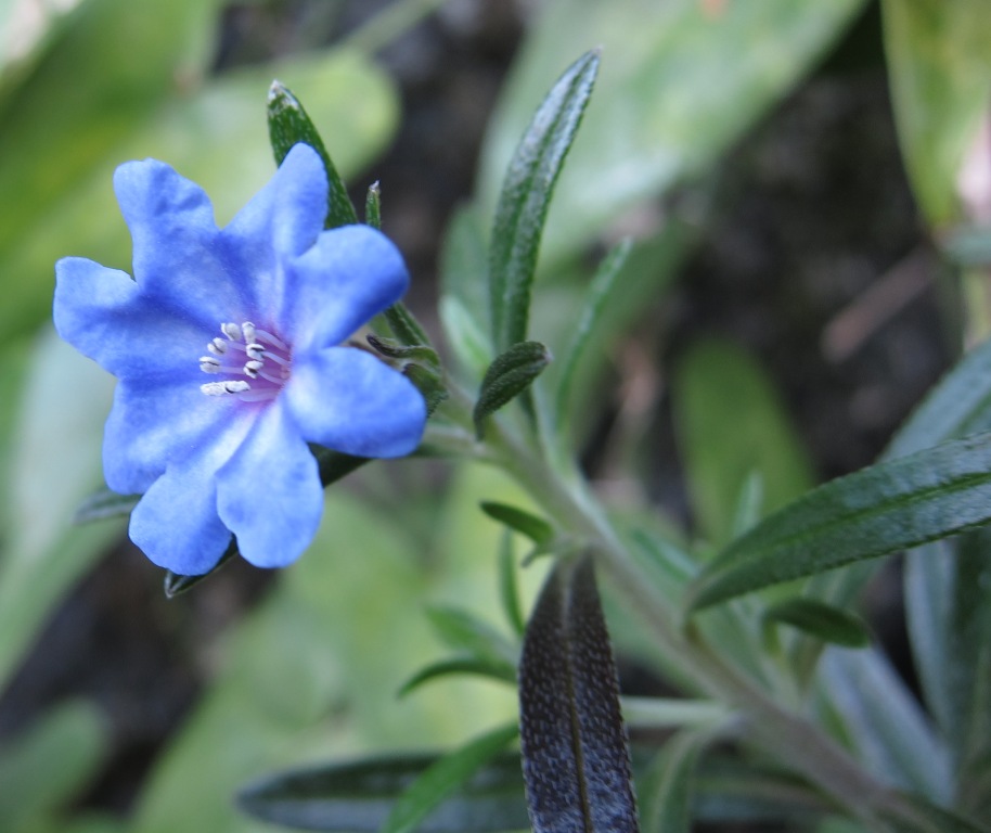 Lithodora rosmarinifolia / Erba-perla mediterranea